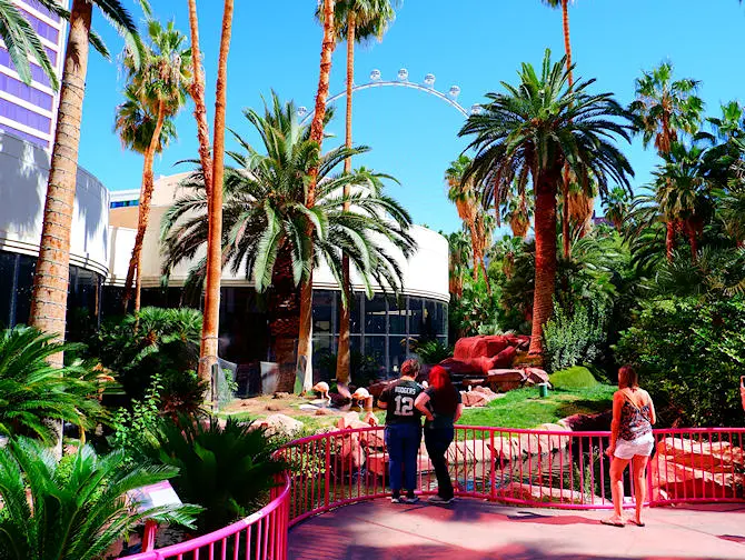 Flamingo Hotel em Las Vegas - Jardim