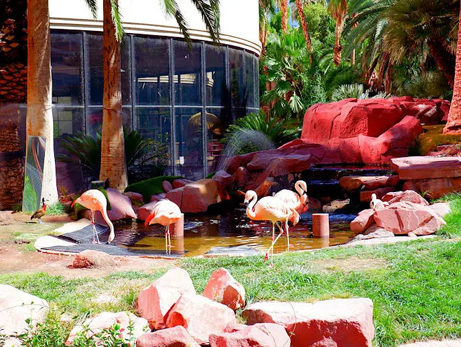Hotel Flamingo em Las Vegas - Flamingo