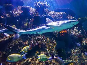 Shark Reef Aquarium em Las Vegas